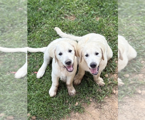 Medium Photo #7 English Cream Golden Retriever Puppy For Sale in WHITE HOUSE, TN, USA