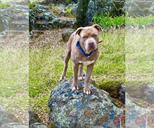 Tank - Male American Staffordshire Terrier Dog for Adoption - Photo #3