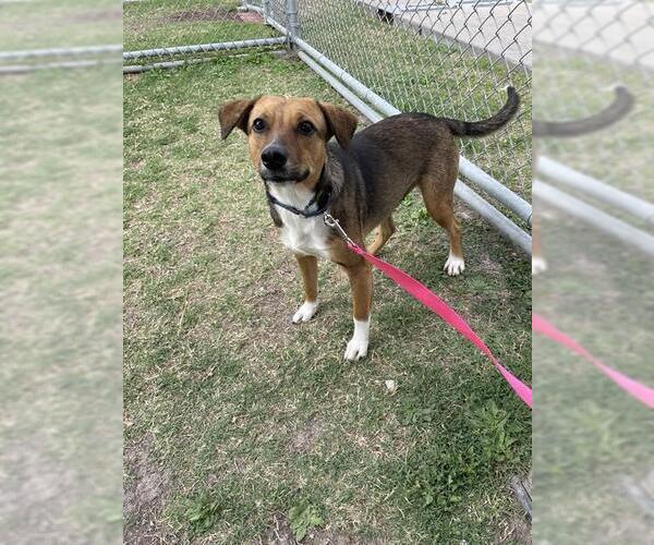 Medium Photo #2 Rat-Harrier Puppy For Sale in Corpus Christi, TX, USA