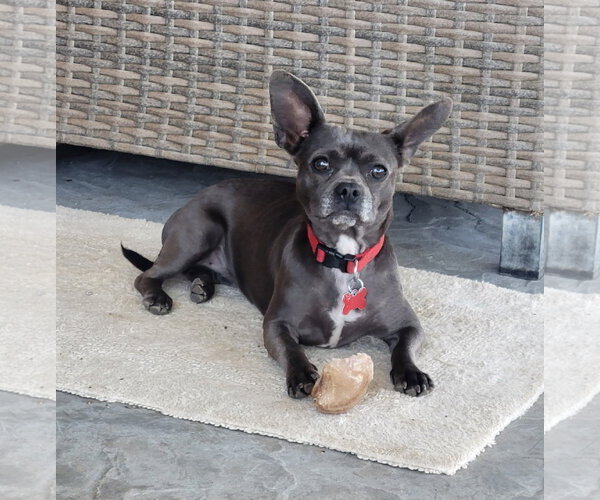 Medium Photo #7 French Bulldog-Unknown Mix Puppy For Sale in Lindsay, CA, USA