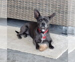 Small #6 French Bulldog Mix