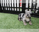 Puppy 4 French Bulldog