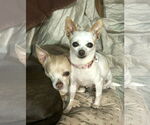 Small #3 Chihuahua