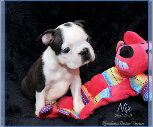 Boston Terrier Puppy for Sale in MOSELLE, Mississippi USA