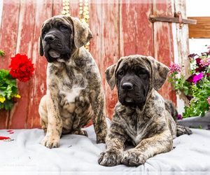 Mastiff Puppy for sale in WAKARUSA, IN, USA