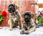 Image preview for Ad Listing. Nickname: Litter of 2
