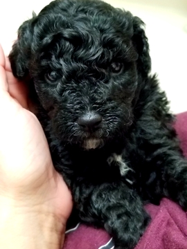 Medium Photo #1 Poodle (Miniature) Puppy For Sale in SHALLOTTE, NC, USA