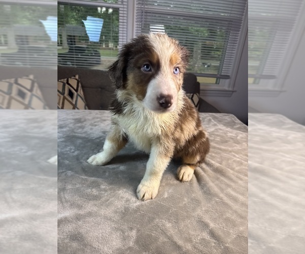 Medium Photo #4 Australian Shepherd Puppy For Sale in SALISBURY, NC, USA