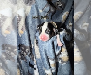 Medium Pembroke Welsh Corgi