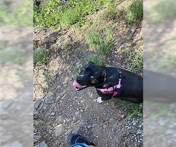 Medium Photo #4 Labrador Retriever Puppy For Sale in Dana Point, CA, USA