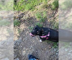 Daisy Girl - Female Labrador Retriever Dog for Adoption - Photo #4