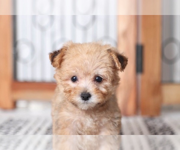 Medium Photo #2 Yo-Chon Puppy For Sale in NAPLES, FL, USA