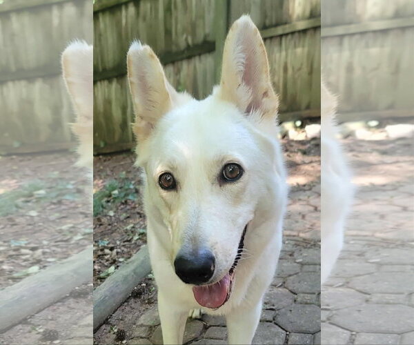 Medium Photo #1 - Mix Puppy For Sale in Hoffman Estates, IL, USA