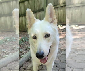 - Mix Dogs for adoption in Hoffman Estates, IL, USA