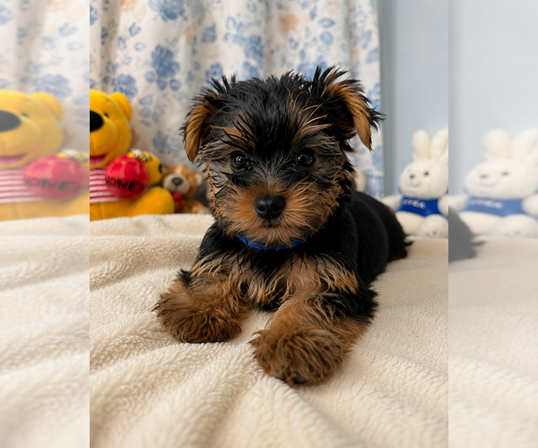 Medium Photo #10 Yorkshire Terrier Puppy For Sale in DURHAM, CT, USA