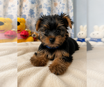 Small #9 Yorkshire Terrier