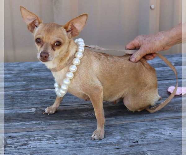 Medium Photo #3 Chihuahua-Unknown Mix Puppy For Sale in Bandera, TX, USA