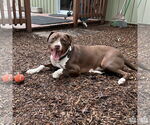 Small #9 Labrador Retriever Mix