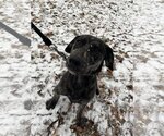 Small Photo #5 Labrador Retriever-Mountain Cur Mix Puppy For Sale in Columbus, IN, USA