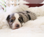 Small Photo #9 Australian Shepherd Puppy For Sale in STAFFORD, VA, USA