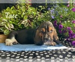 Small Photo #13 Basset Hound Puppy For Sale in COLUMBIA CROSS ROADS, PA, USA