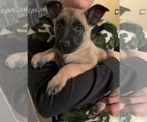 Malinois Puppy for sale in COLORADO SPRINGS, CO, USA