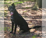Small #3 Retriever  Mix