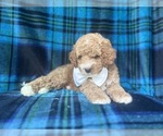 Small #2 Cavapoo