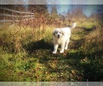 Small Photo #8 Great Pyrenees Puppy For Sale in YELM, WA, USA