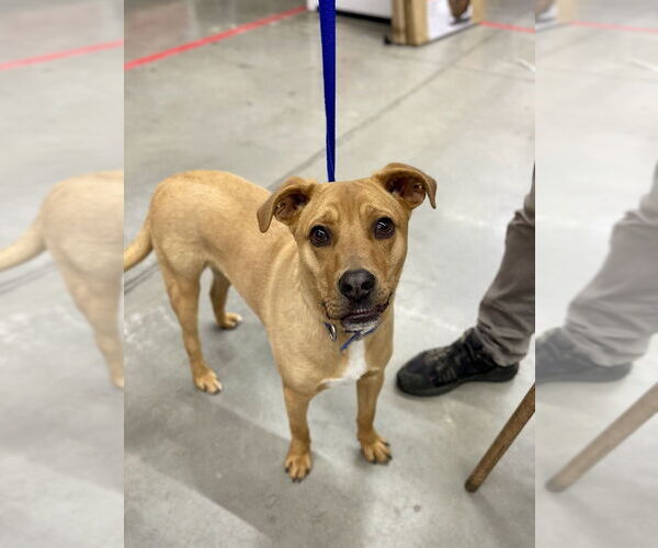 Medium Photo #3 Labrador Retriever-Unknown Mix Puppy For Sale in Bolivar, MO, USA