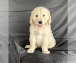 Small #14 Goldendoodle
