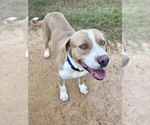 Mutt Dogs for adoption in Augusta, GA, USA