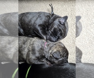 Irish Wolfhound Puppy for sale in CEDAREDGE, CO, USA