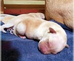 Small Photo #109 Labrador Retriever Puppy For Sale in HIGH POINT, NC, USA