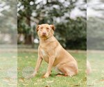 Small Photo #9 Labrador Retriever-Unknown Mix Puppy For Sale in Tuscaloosa, AL, USA