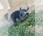 Small Photo #108 French Bulldog Puppy For Sale in DALLAS, TX, USA