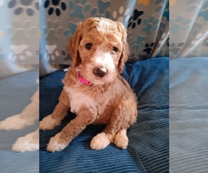 Goldendoodle Puppy for sale in MONTELLO, WI, USA