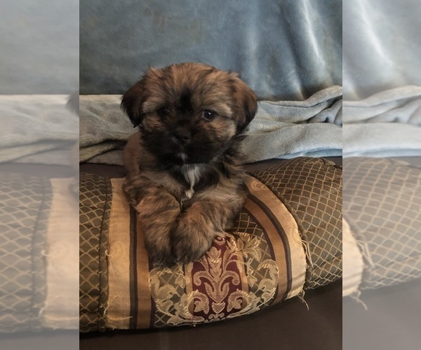 Medium Photo #8 Shorkie Tzu Puppy For Sale in CANTON, TX, USA