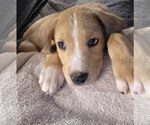 Small #2 Catahoula Leopard Dog-Labrador Retriever Mix