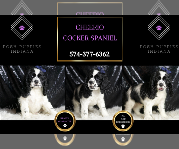 Medium Photo #5 Cocker Spaniel Puppy For Sale in WARSAW, IN, USA