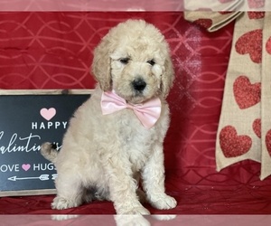 Goldendoodle Puppy for sale in LANCASTER, PA, USA
