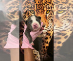 Puppy Puppy 5 American Bully