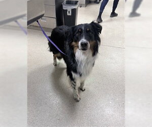 Australian Shepherd-Collie Mix Dogs for adoption in Riverside, CA, USA