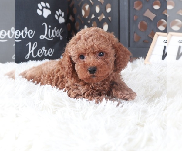 Medium Photo #5 Poodle (Toy) Puppy For Sale in MOUNT VERNON, OH, USA