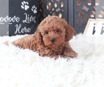 Small #4 Poodle (Toy)