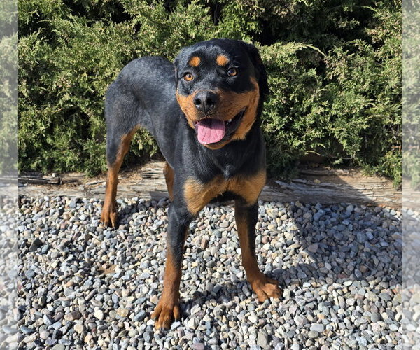 Medium Photo #4 Rottweiler Puppy For Sale in Albuquerque, NM, USA
