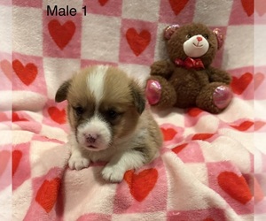 Pembroke Welsh Corgi Puppy for sale in GUTHRIE, KY, USA
