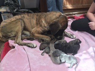 Mother of the Great Dane puppies born on 01/14/2018