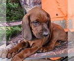 Small #1 Redbone Coonhound