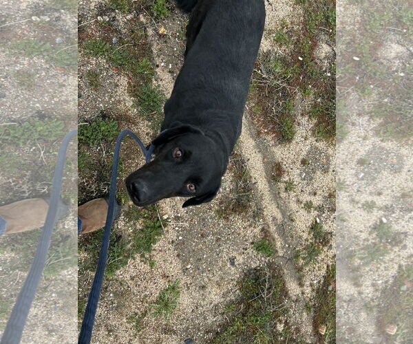 Medium Photo #4 Labrador Retriever-Unknown Mix Puppy For Sale in San Diego, CA, USA